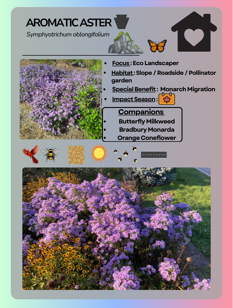 Card Game Aromatic Aster.png