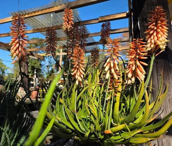 Orange flowers and tall grass under wooden slats