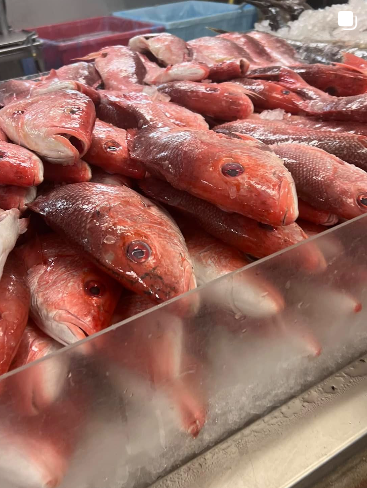 Red fish in plastic bin