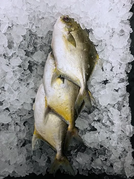 Three Yellowfin Tuna on ice