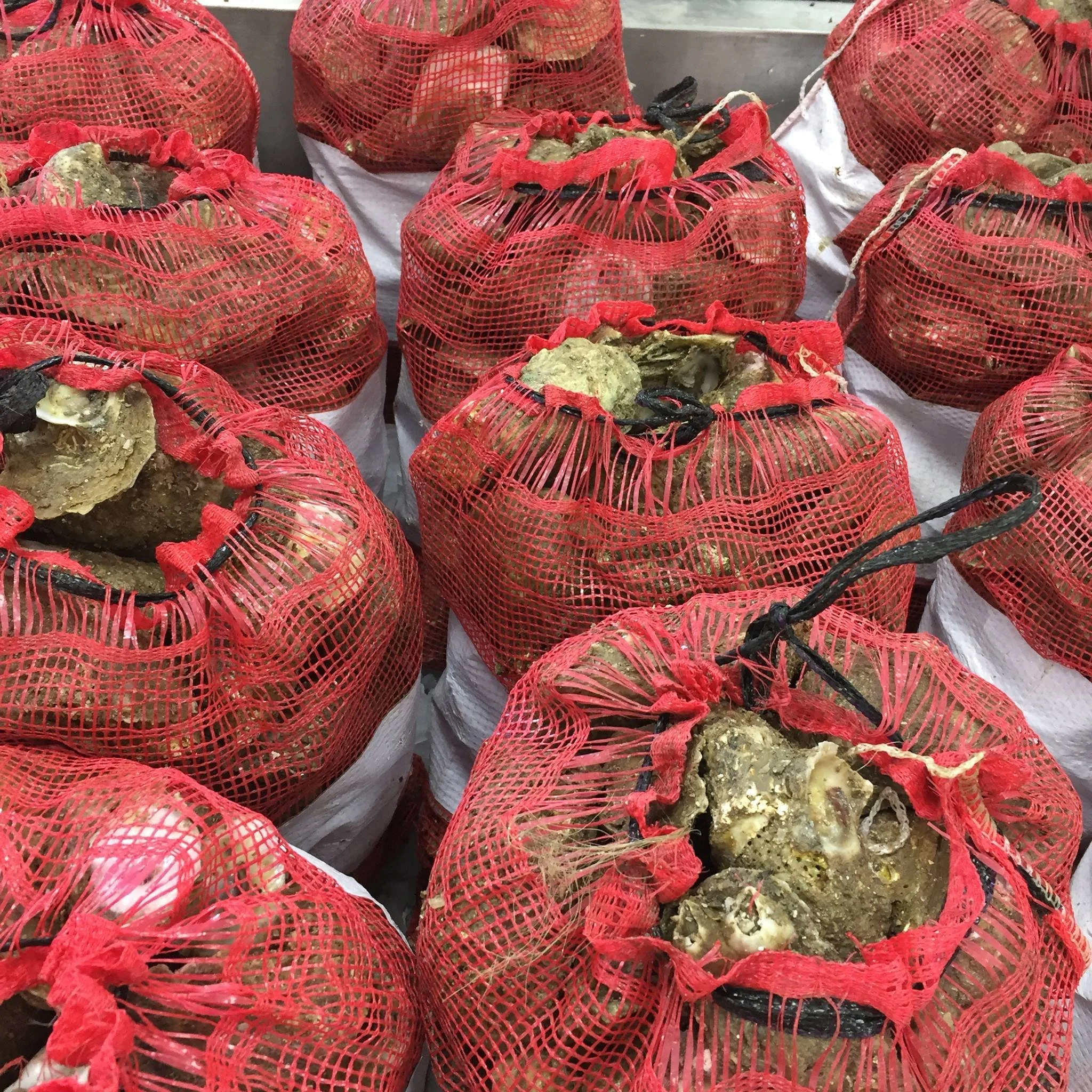 Red mesh bags full of unshucked oyster shells