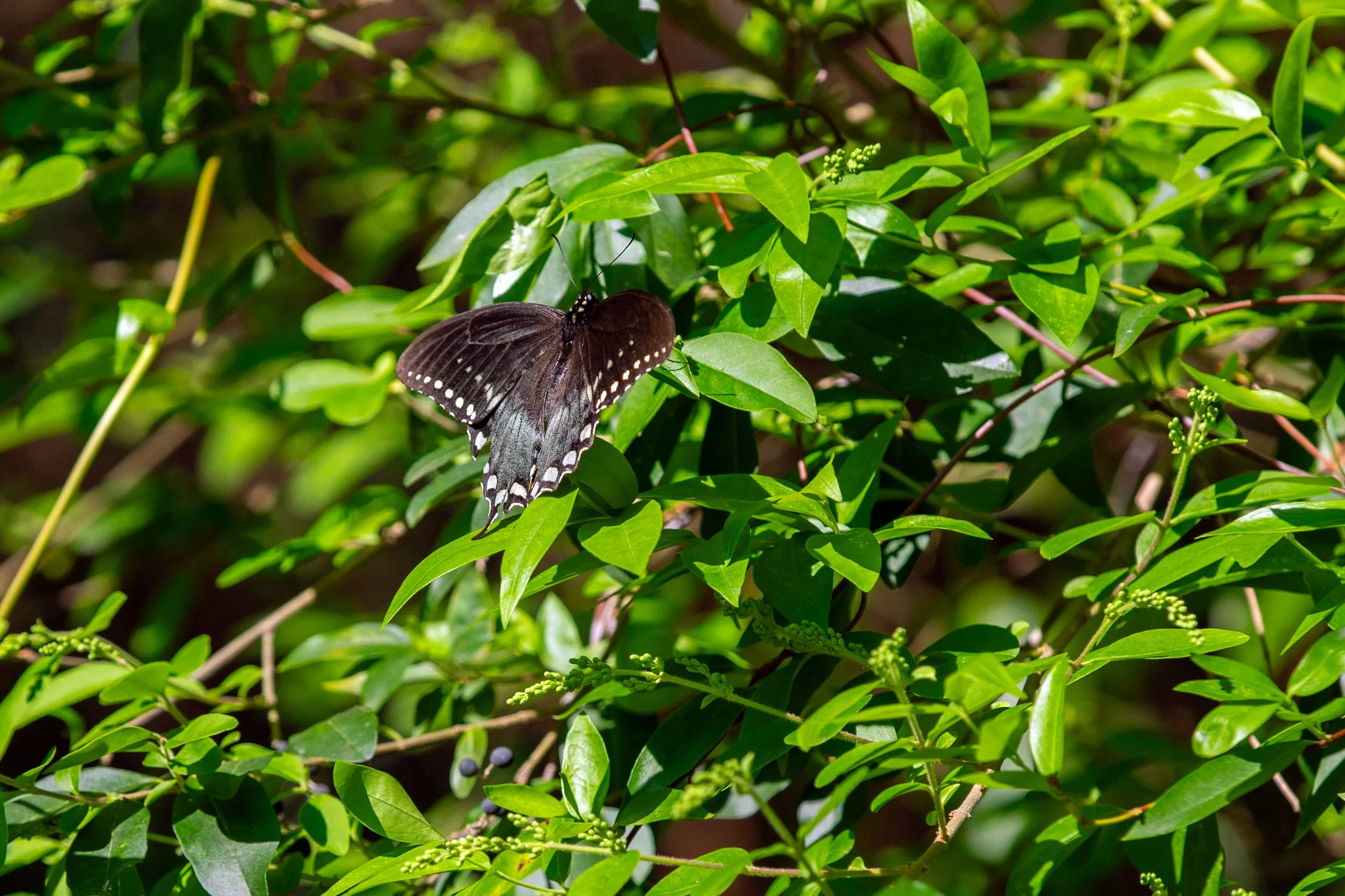 Butterfly with black and yellow wings