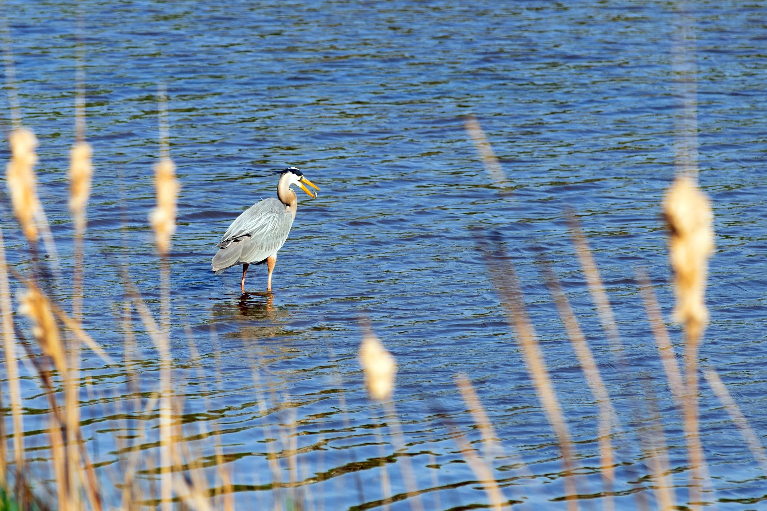 Medium sized bird in water