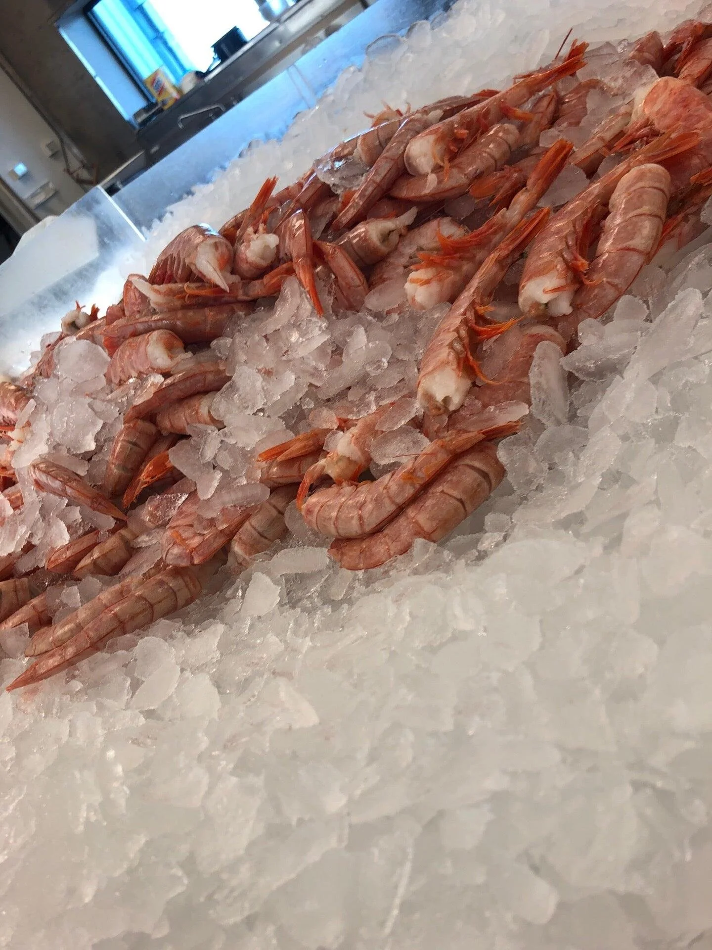 Shrimp on ice in plastic bin