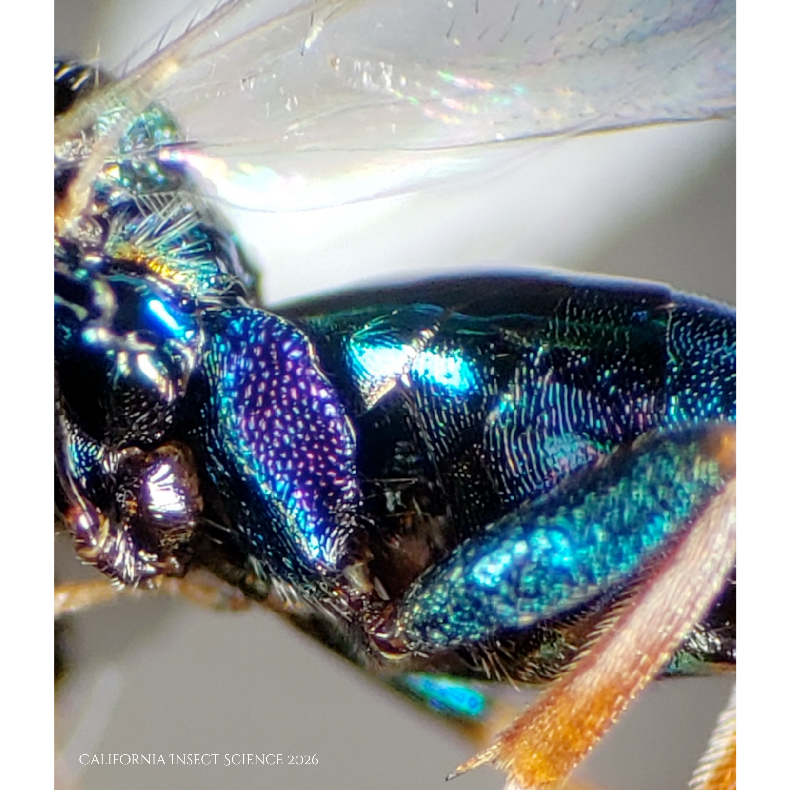 Close up of the purple coxa of the unnamed Torymidae