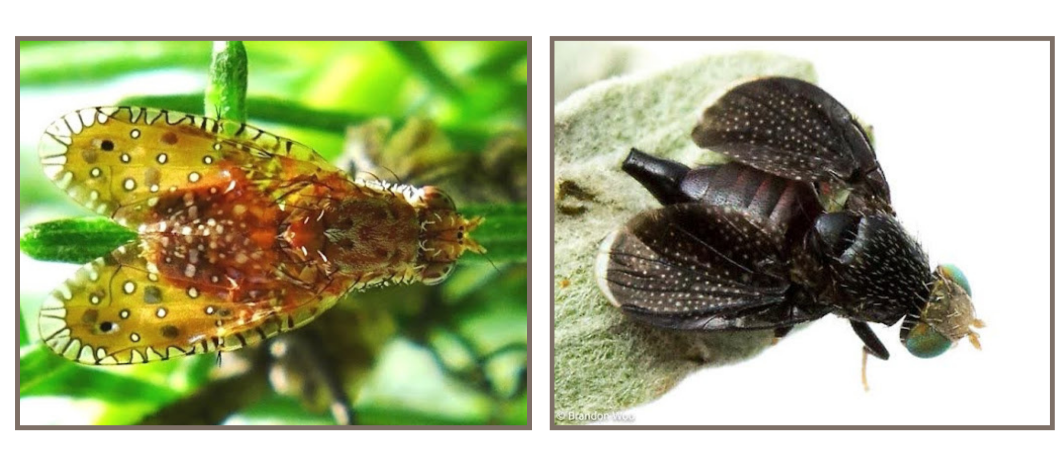 Tephritid flies Paracantha gentilis and Eutreta diana