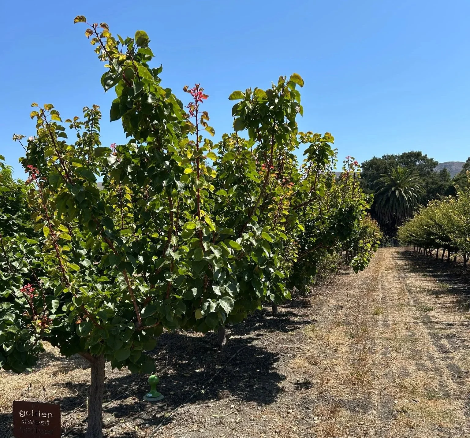 Apricot trees on at the campus farm at Cal Poly, San Luis Obispo.