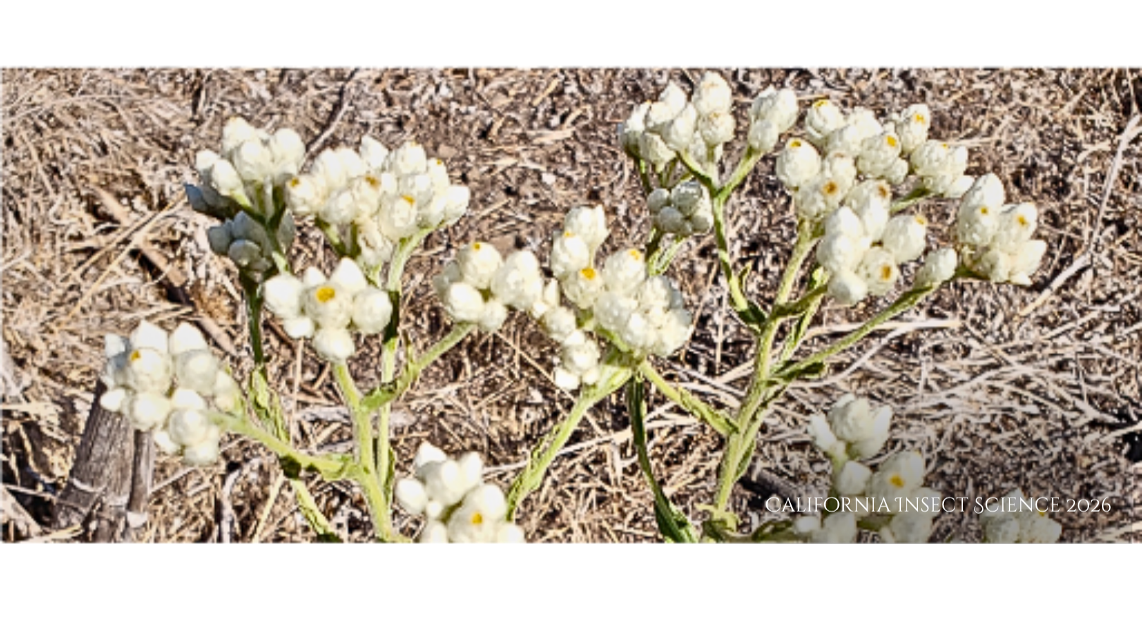 close up of Pseudognaphalium californicum flowers
