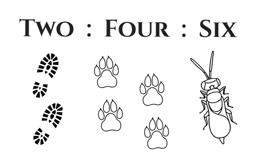 Two Four Six