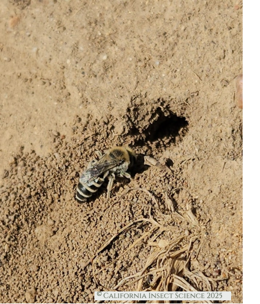 Pollinators