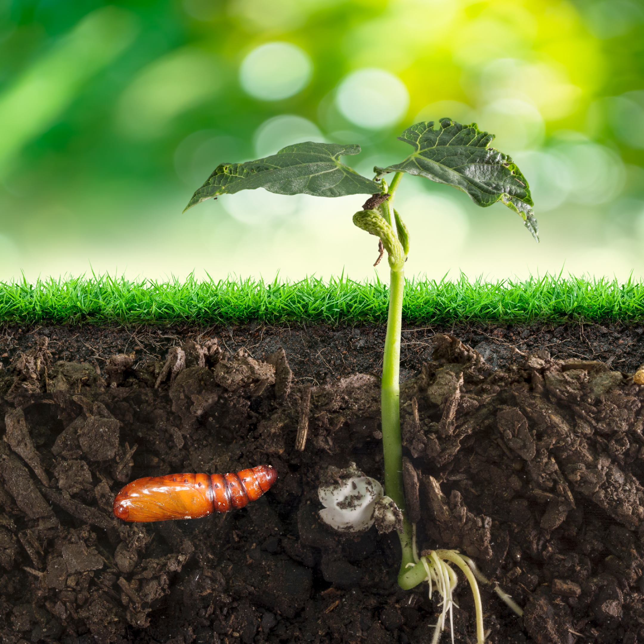 We Gotta Talk About Pupation