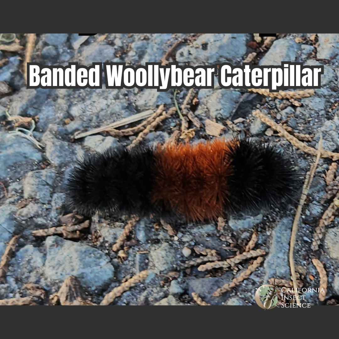 Woollybear Caterpillars