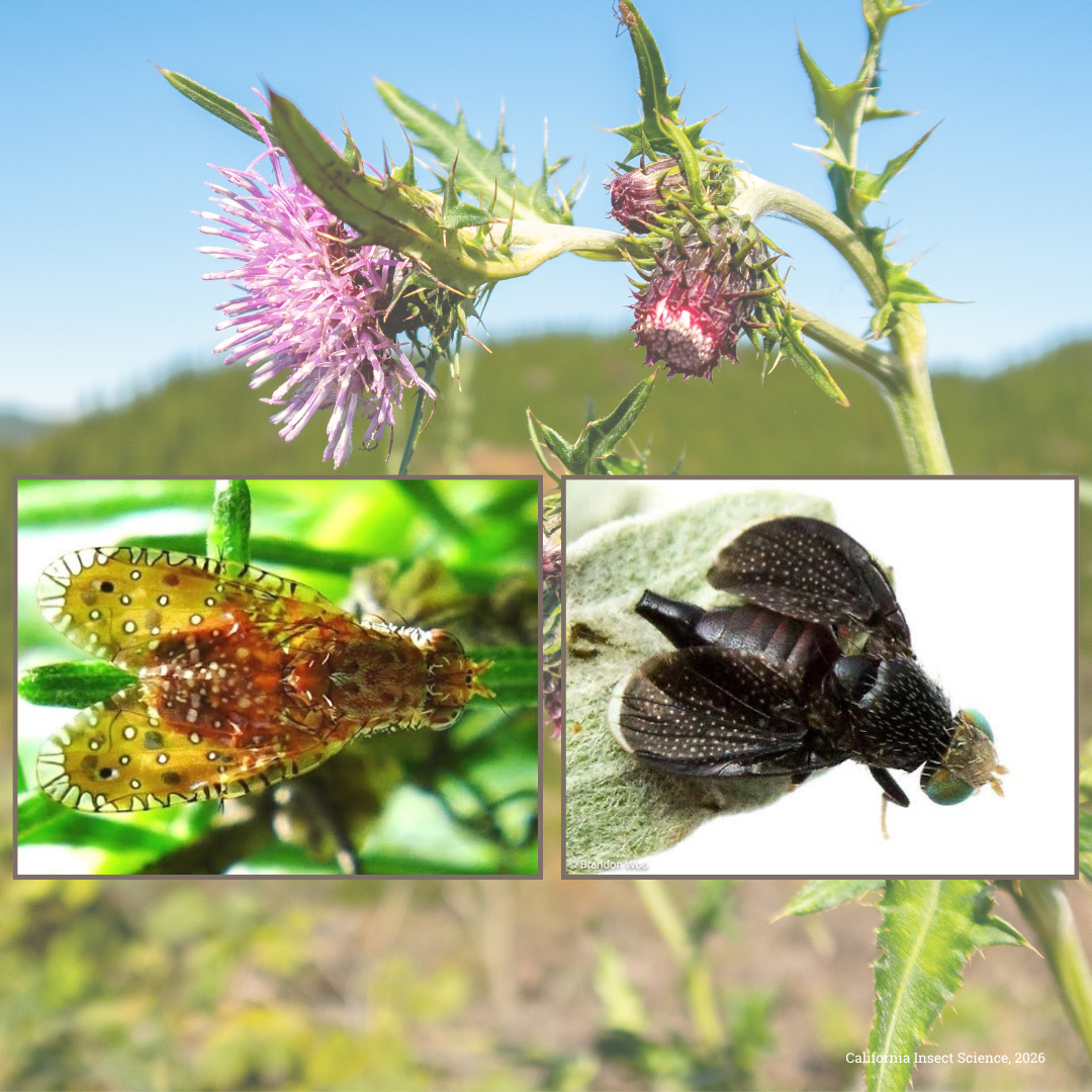 Blog 3 — California Insect Science