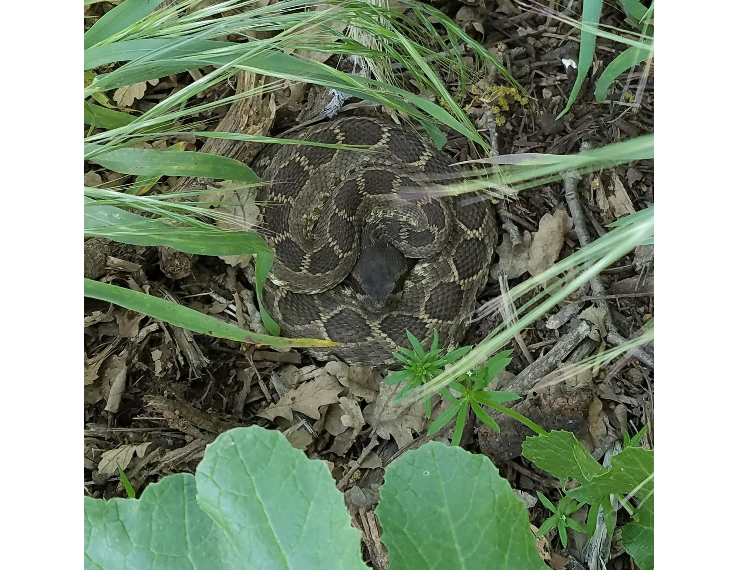 What Good are Rattlesnakes?