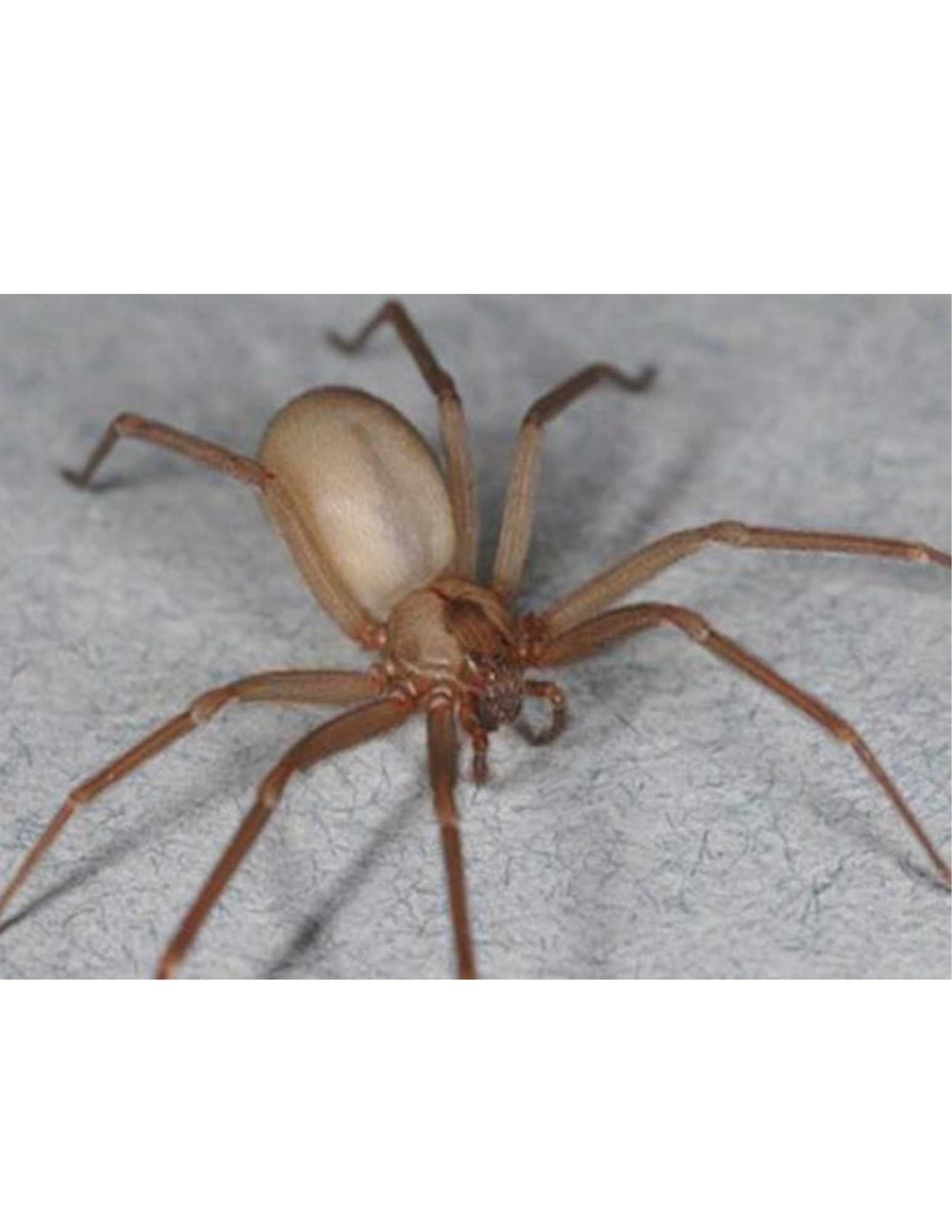 Brown Recluse Spider Myths
