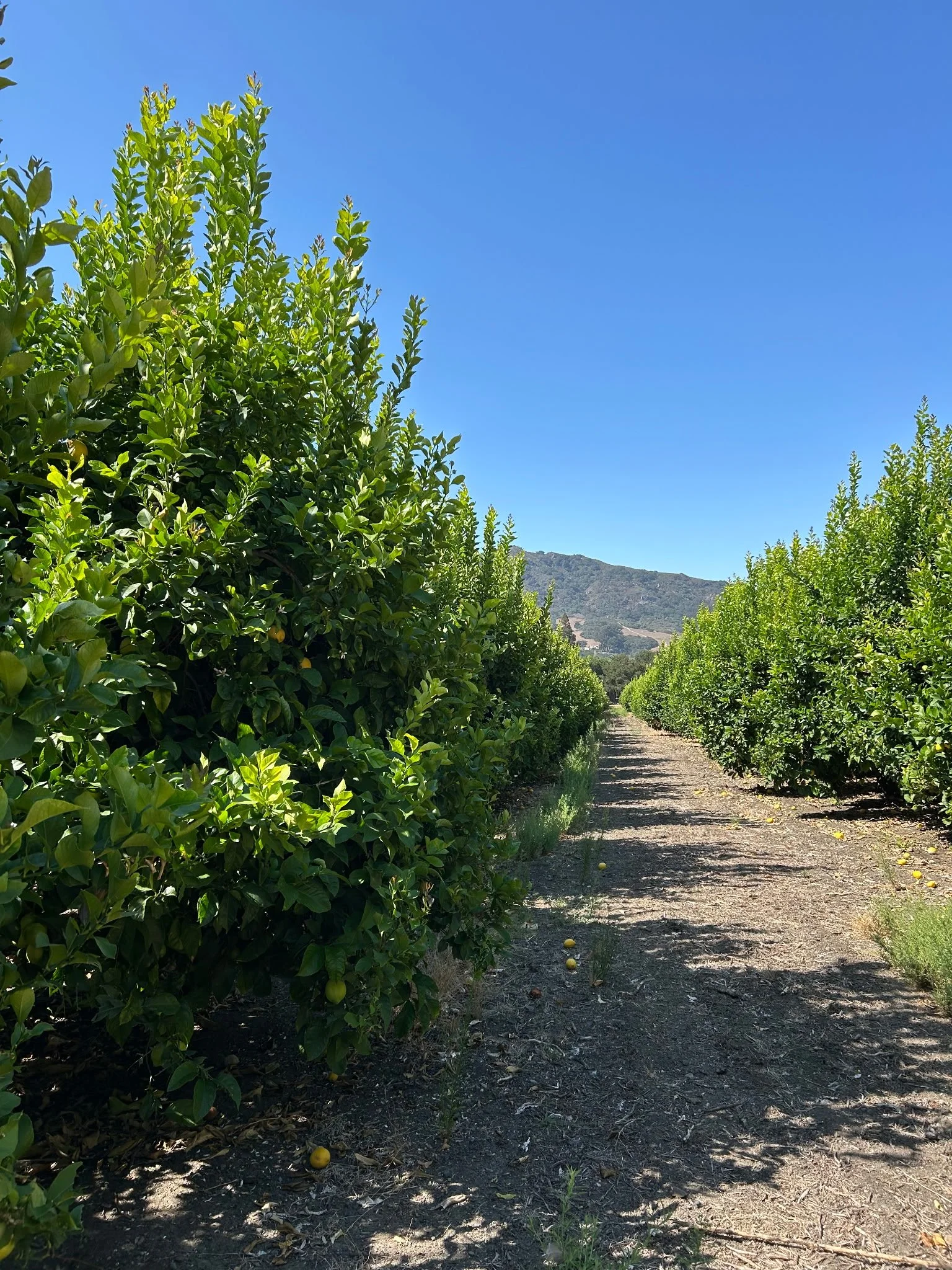 Cal Poly's Agricultural Legacy at a Crossroads