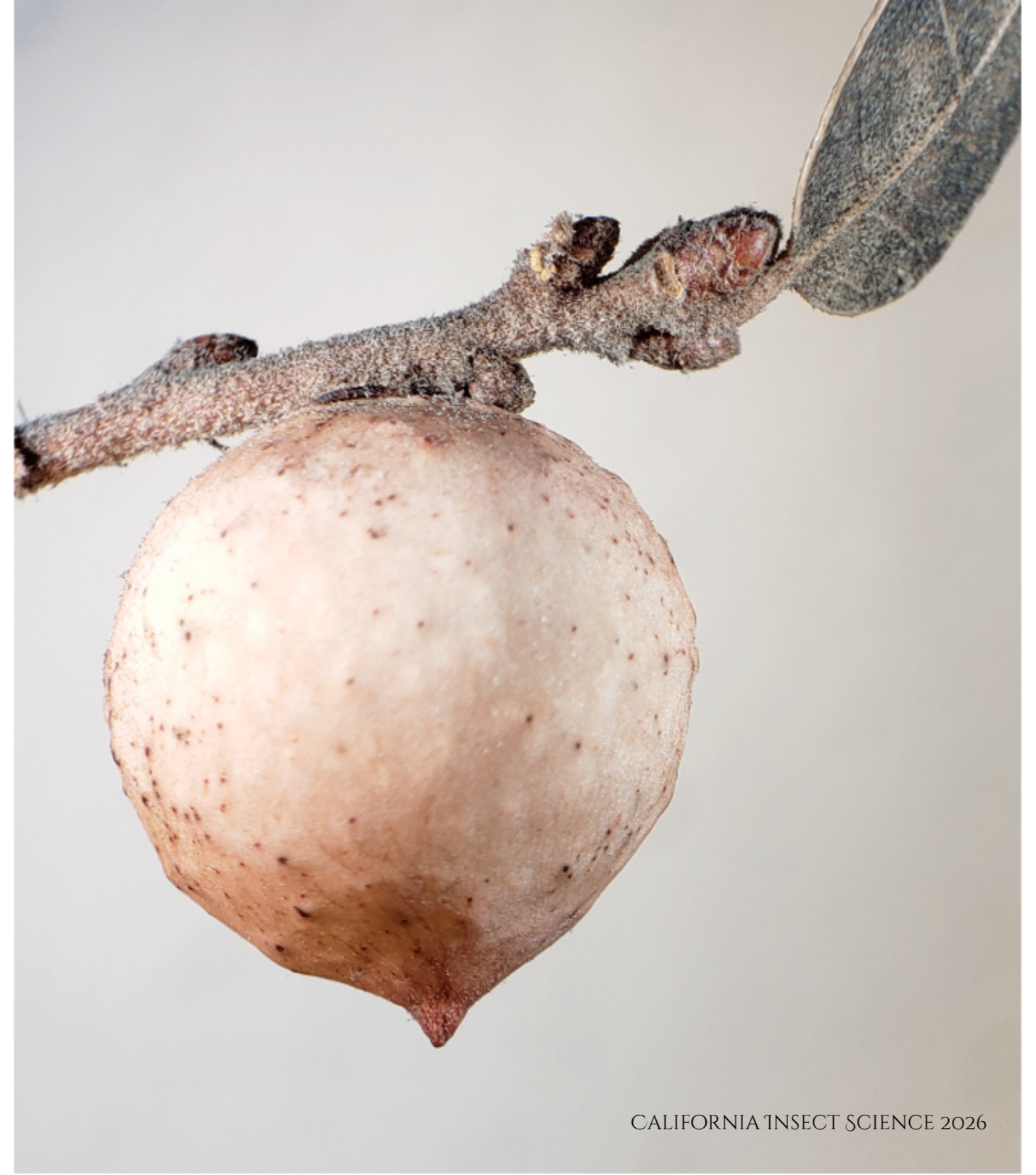 An undescribed gall found on pigmy oaks, Santa Cruz Island.