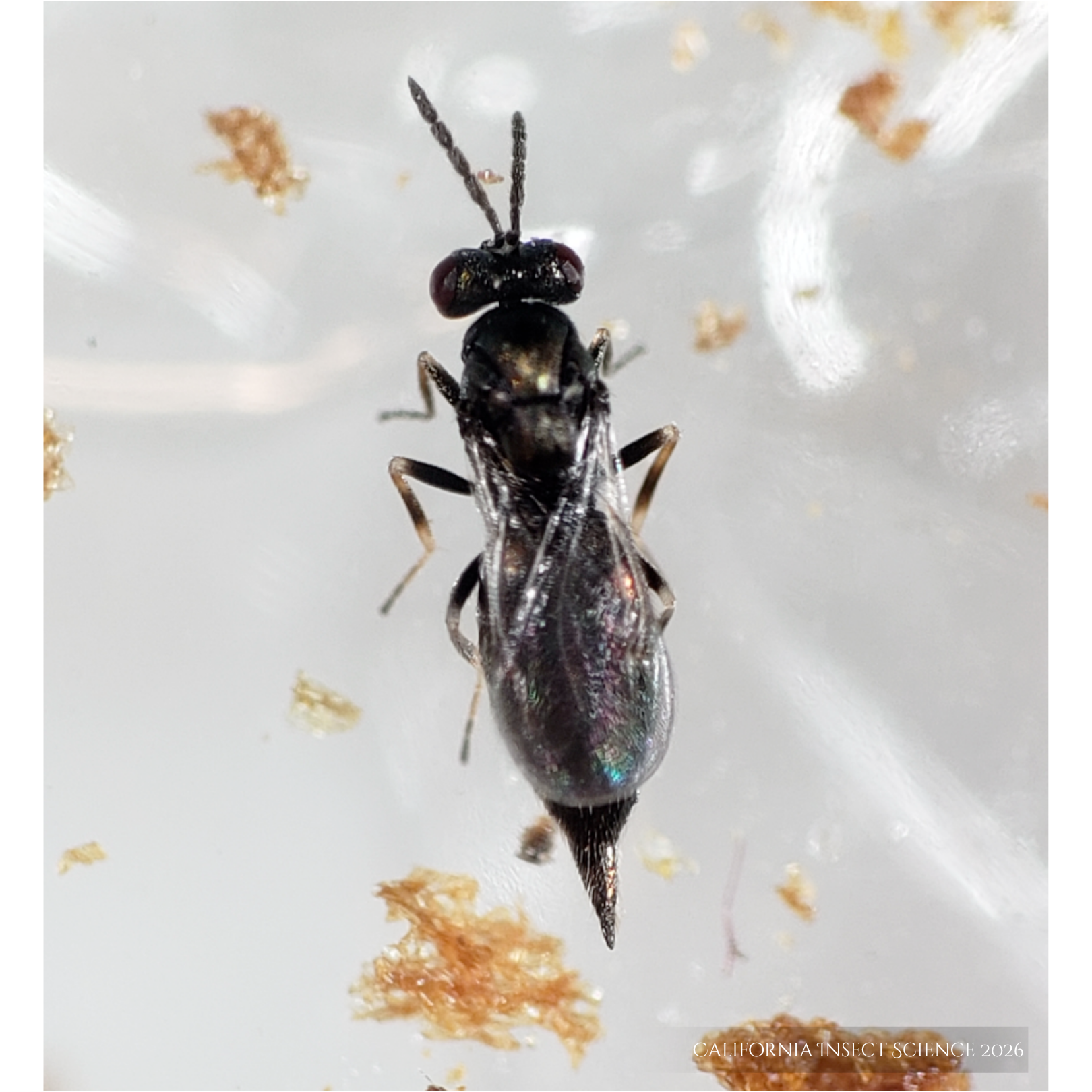 Baryscapus gigas after emerging from the gall.