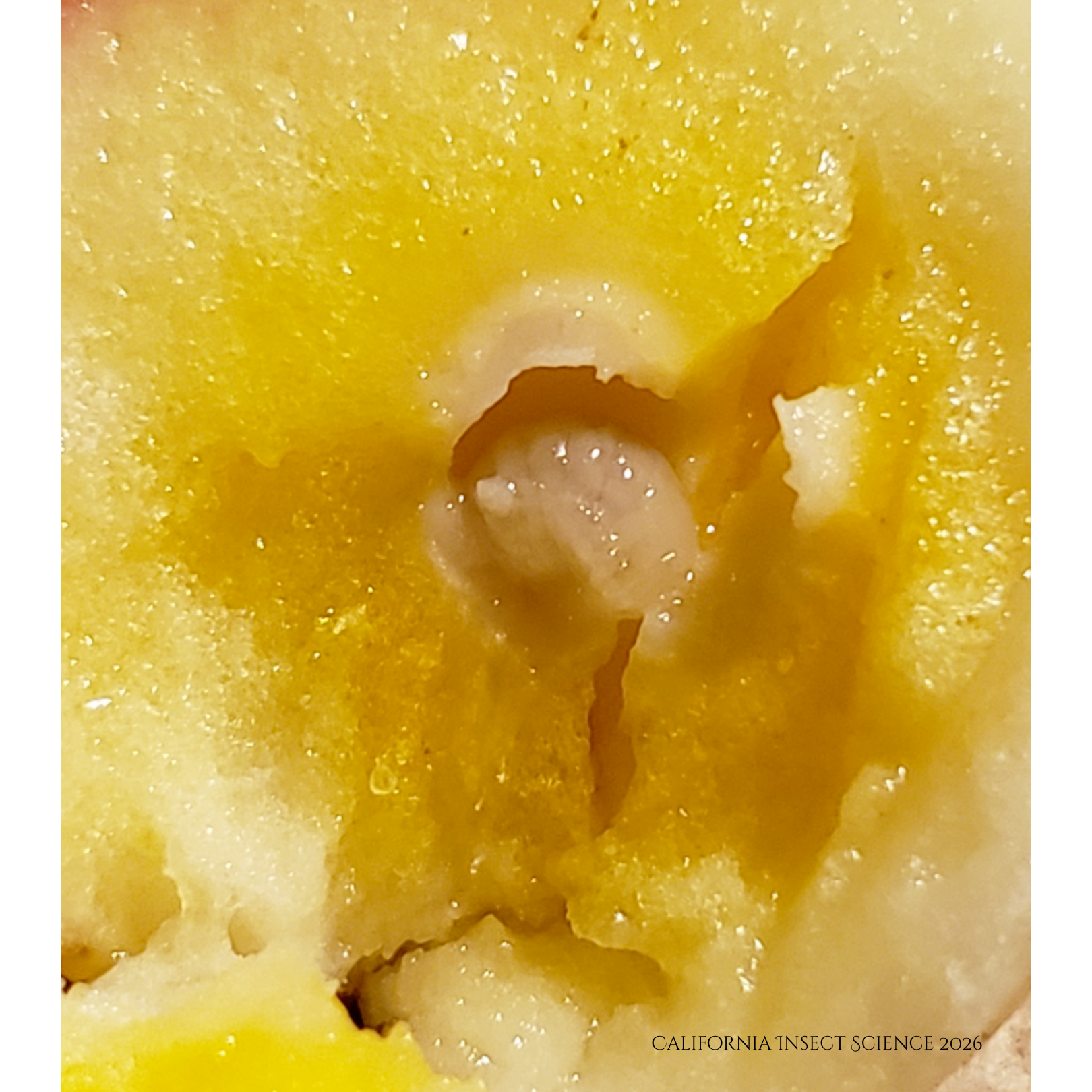 The larva of California gall wasp, Andricus quercuscalifornicus, within the developing gall.