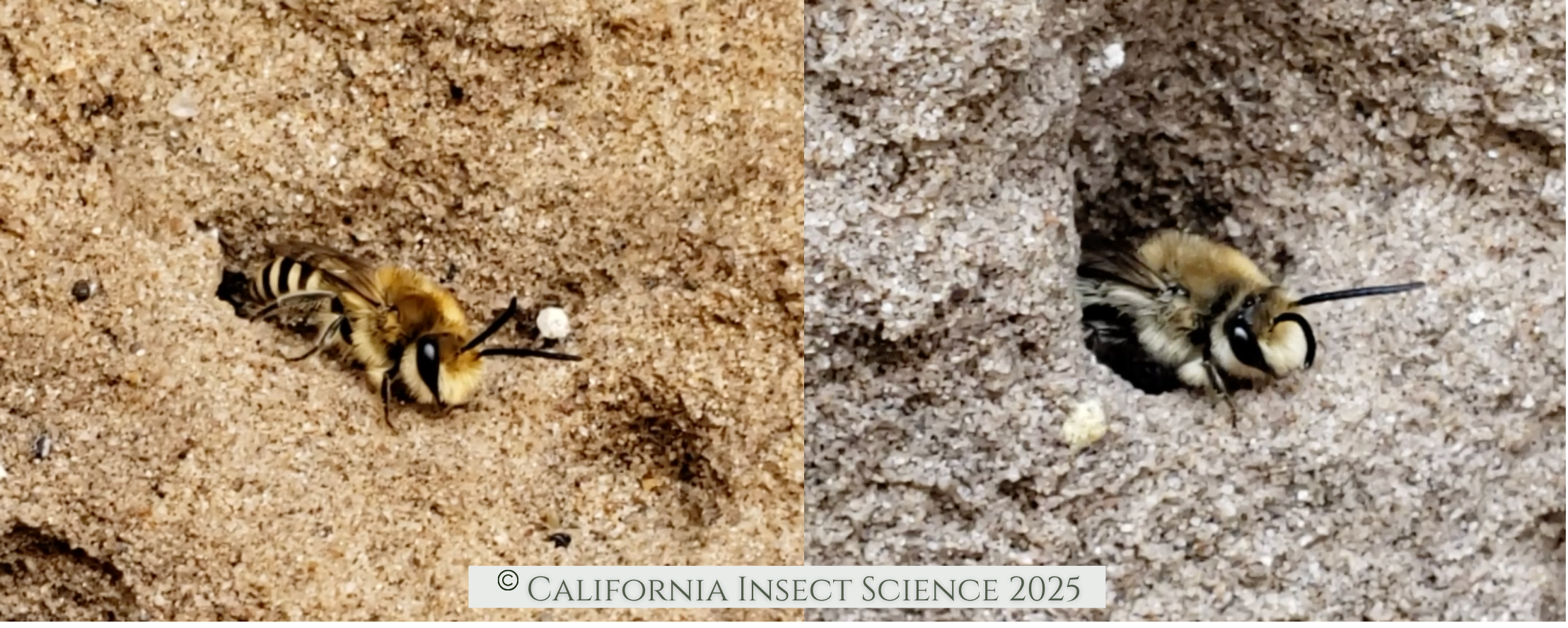 Female cellophane bees moving in and out of tunnels