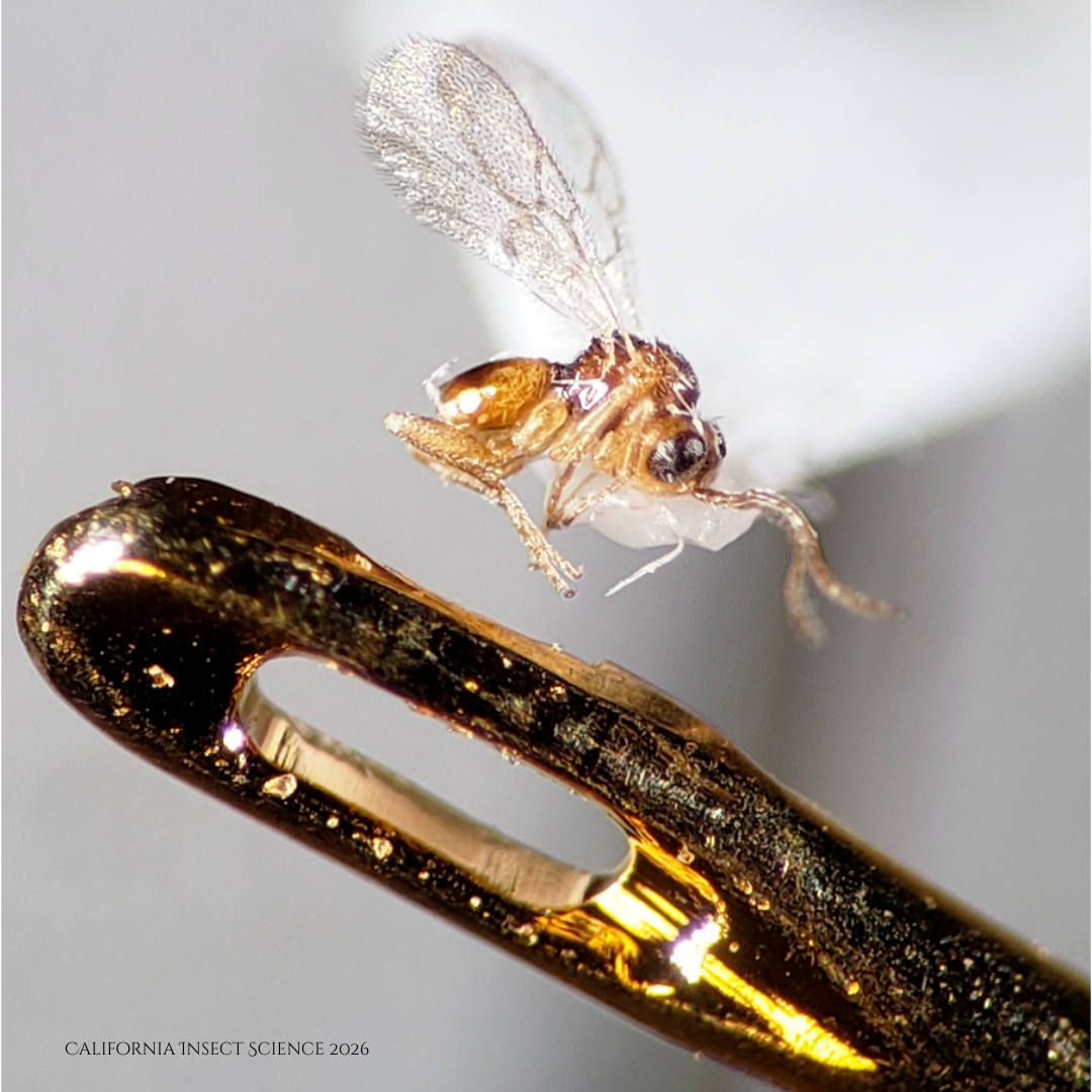 Comparing the size of the very tiny Andricus parmula, maker of disc galls, to the head of a sewing needle.