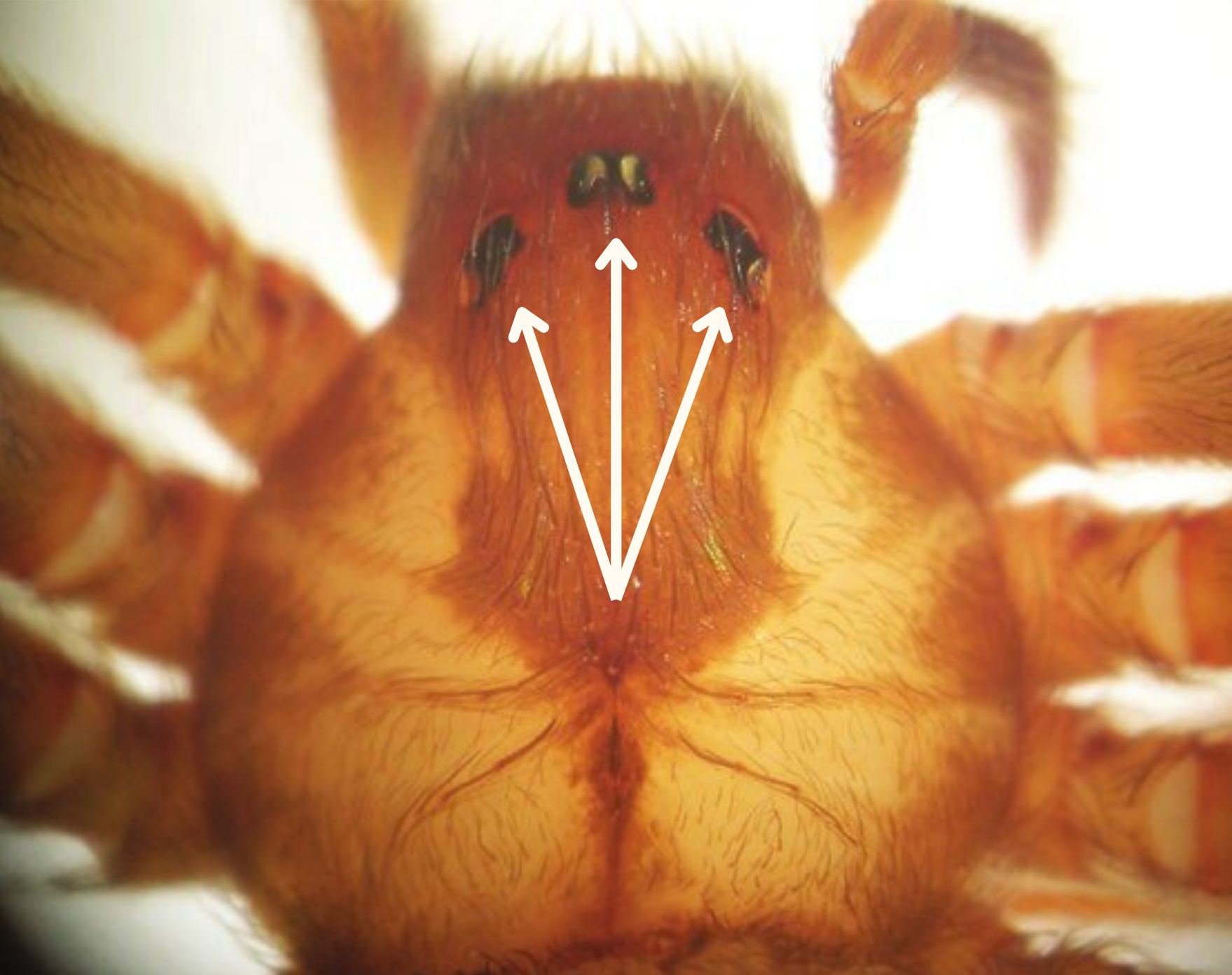 the three pairs, or dyads, of equal sized eyes of the brown recluse spider.