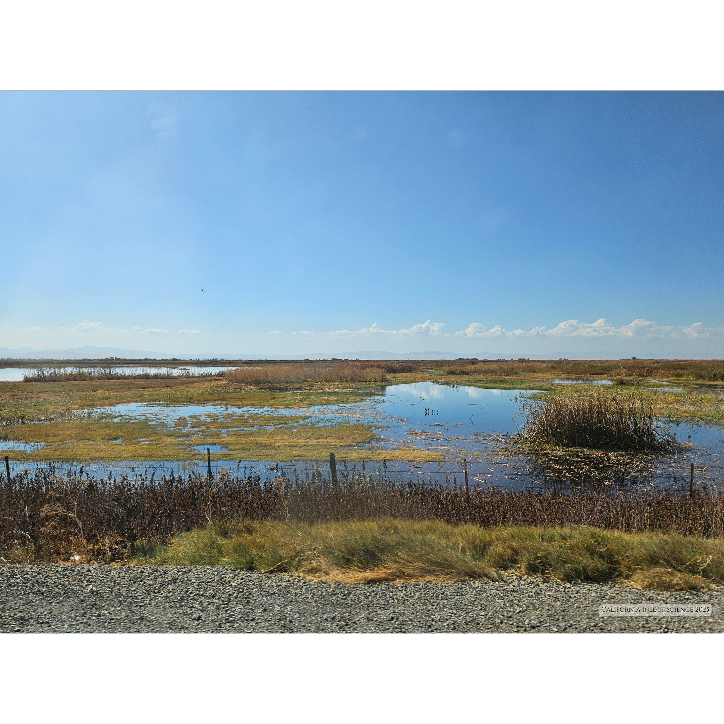 San Luis Reserve, Los Baños, California, September 2025.