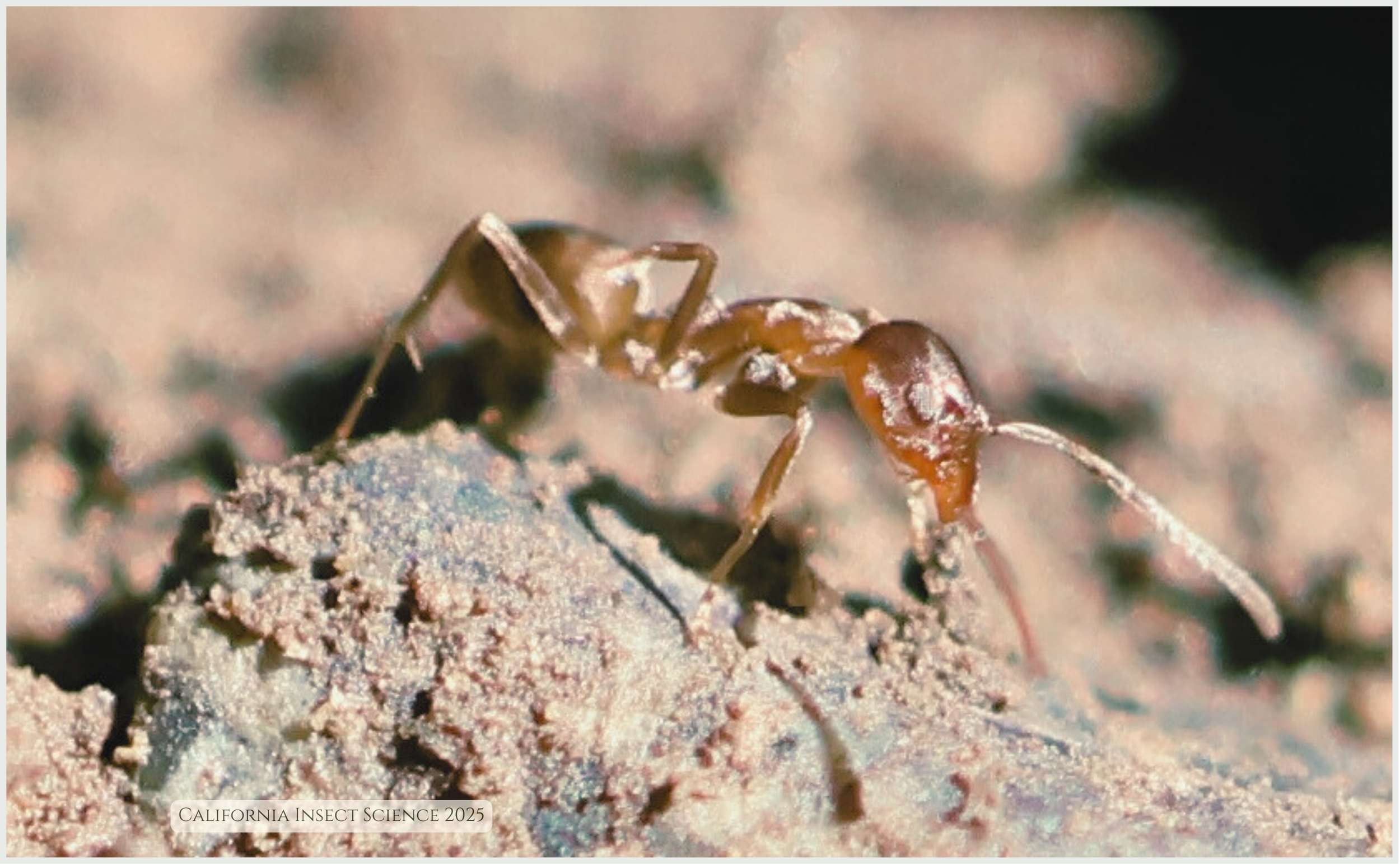 Close up of an Argentine ant