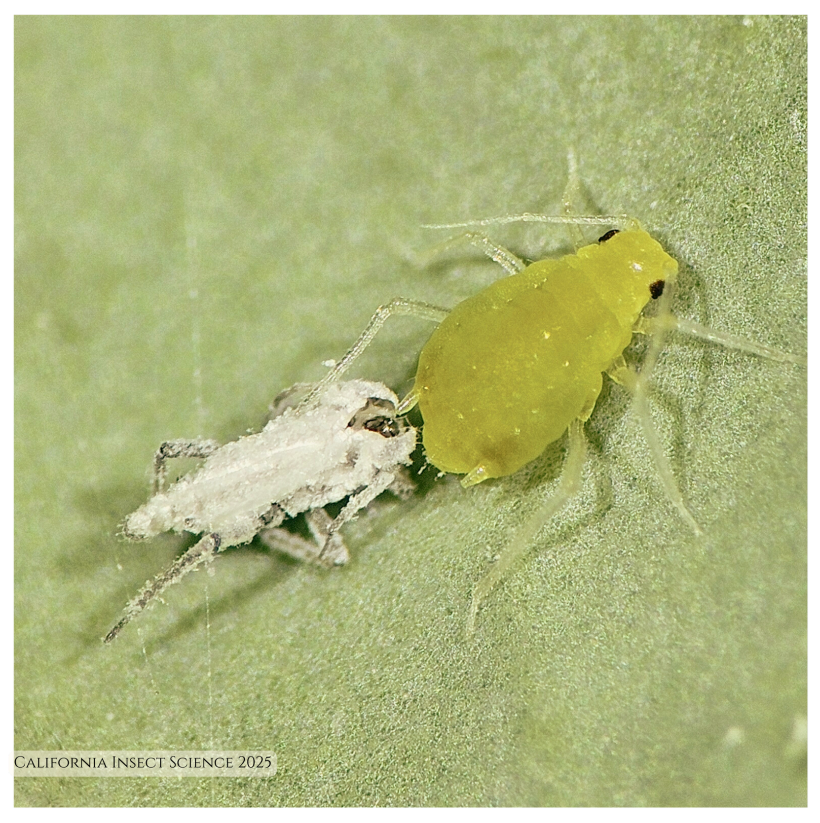 Information and resources on common pest management issues in the home ...