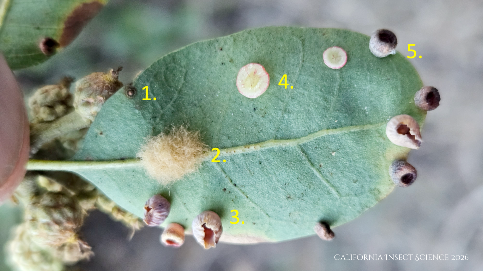 One oak leaf with 5 different galls on the underside of the leaf.