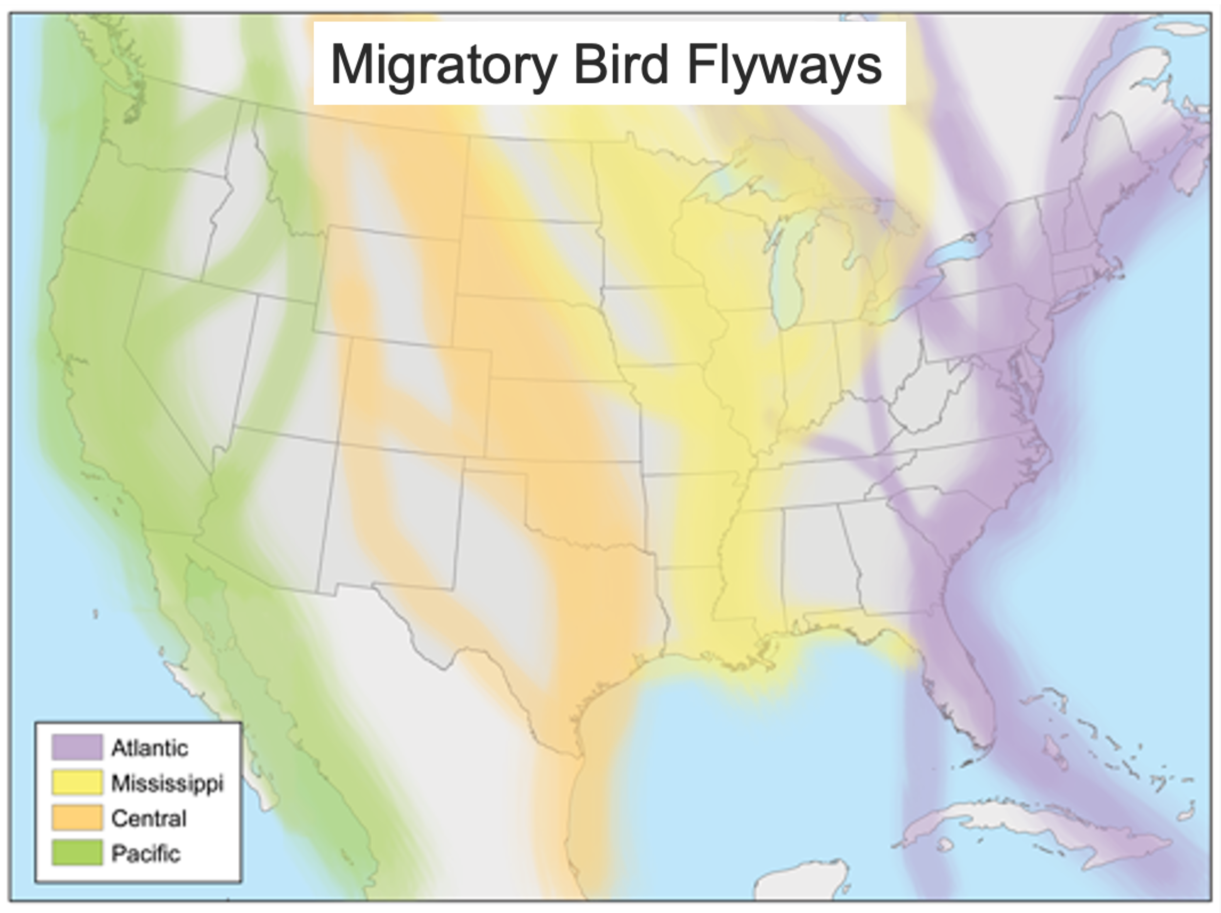 US map of the migratory bird flyways