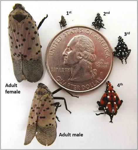 Spotted lanternfly life cycle showing size compared to a quarter, Oxford University Press