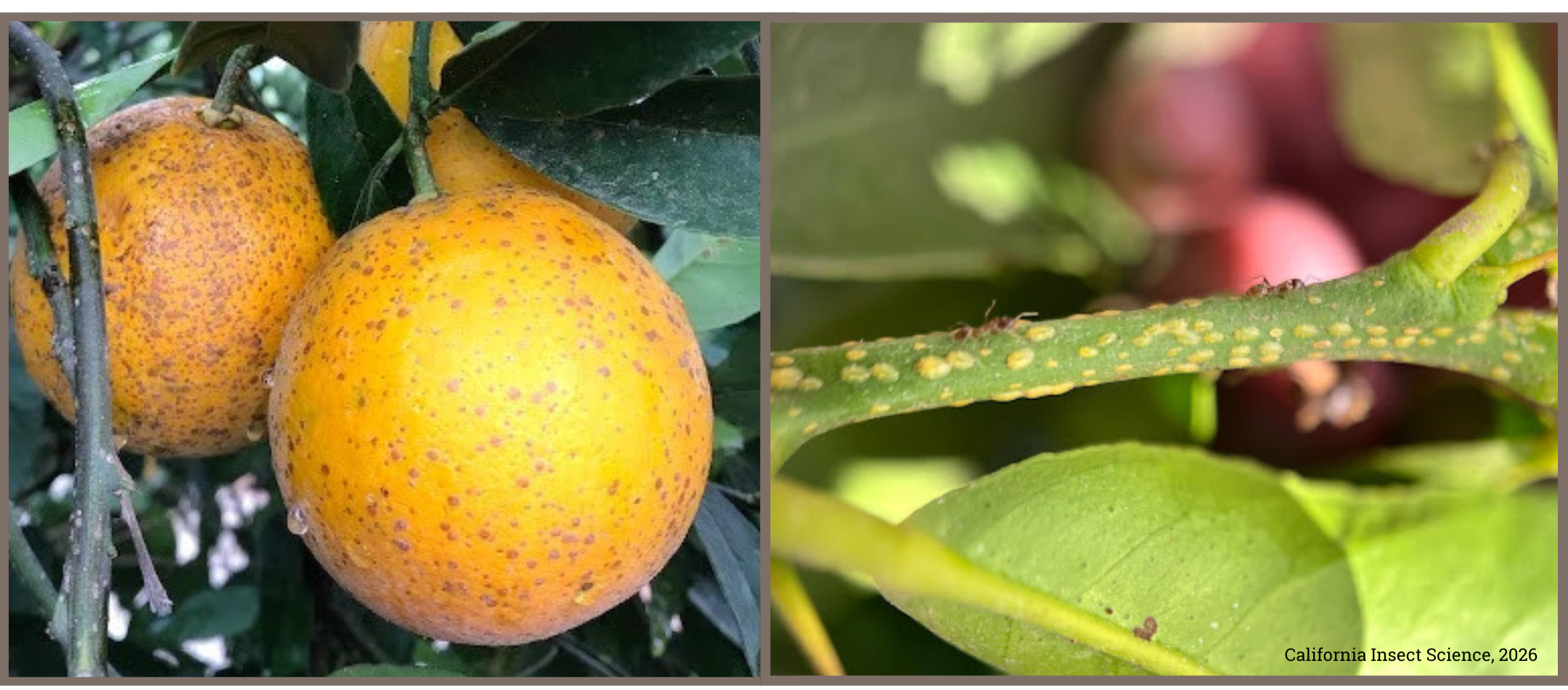 California red scale and Argentine ants farming brown soft scale.