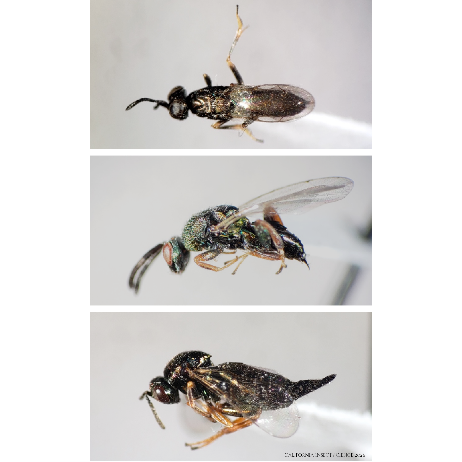 Three distinct parasitoid species of gall makers on pygmy island scrub oaks.  The bottom image shows Ormyrus distinctus, the top two are as yet, unnamed.