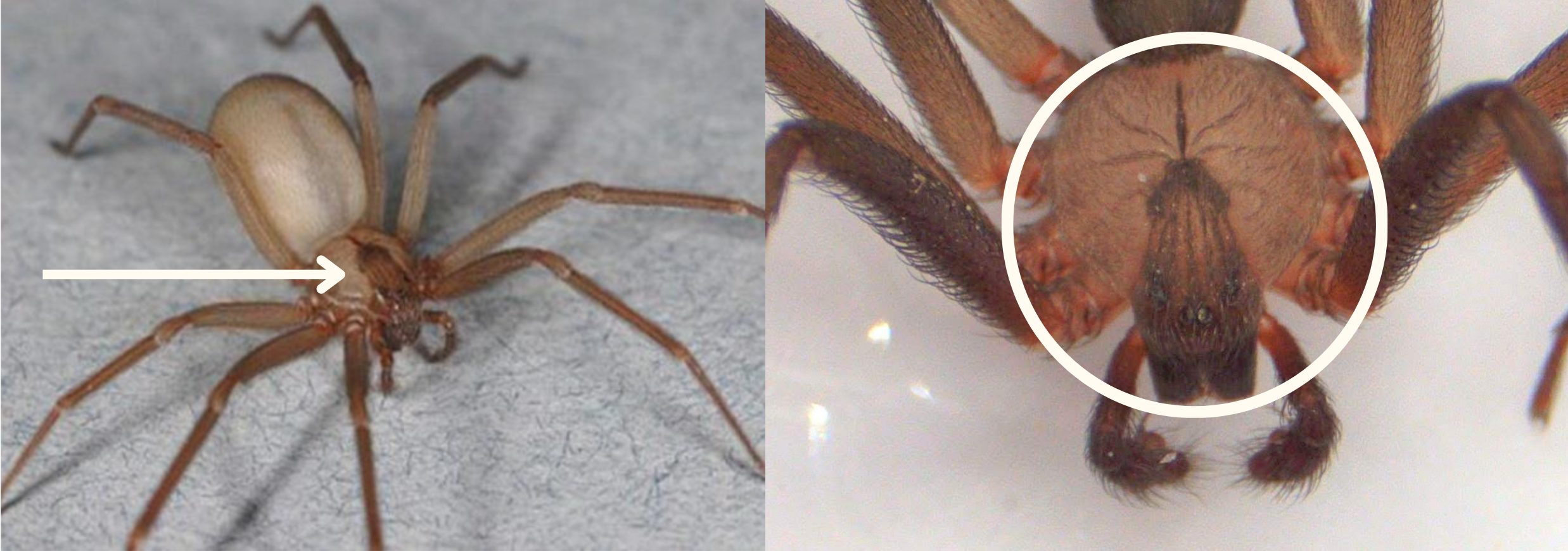 Habitus image of a brown recluse spider highlighting the characteristic violin shape marking.