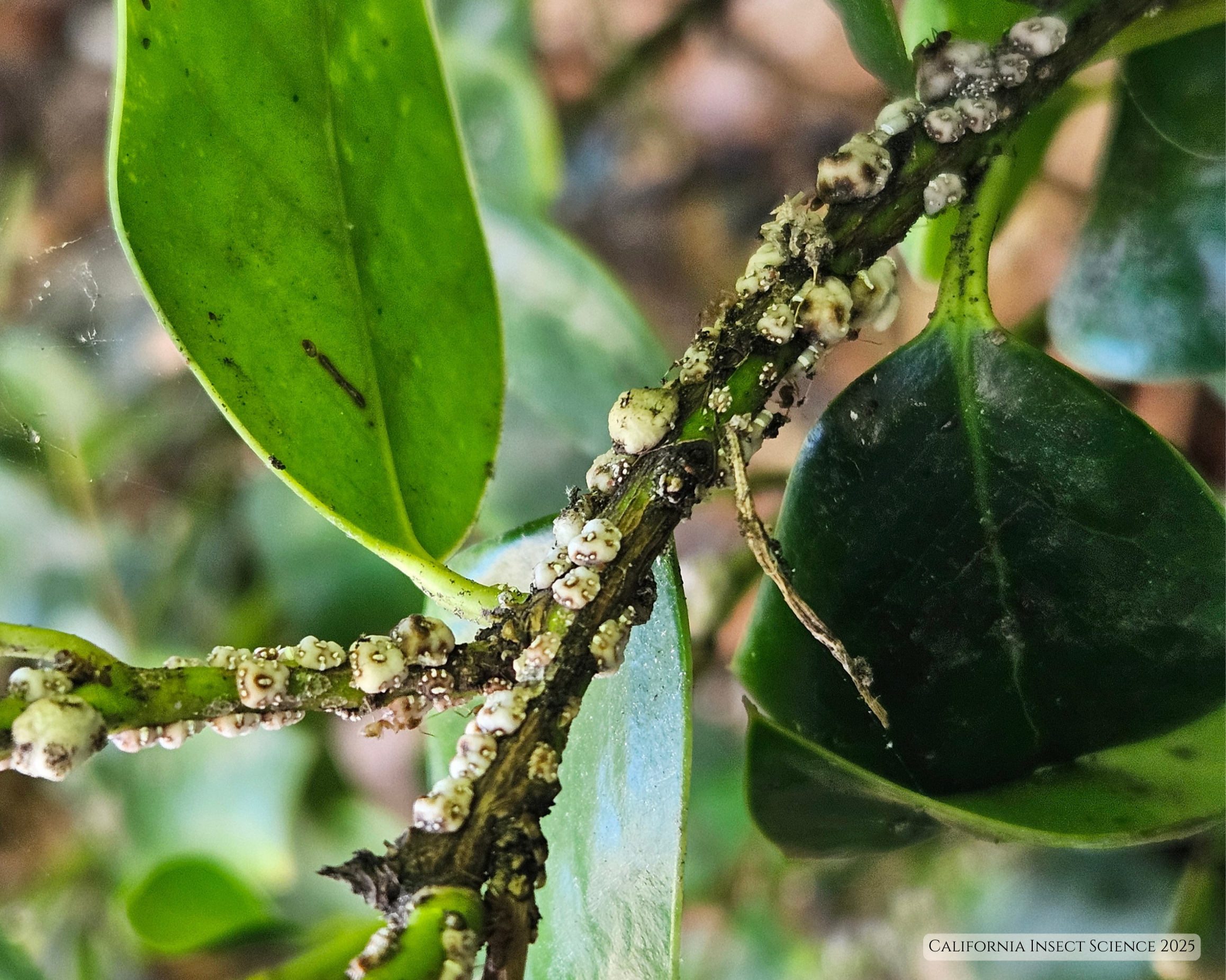 An Example of Insect Mutualism — California Insect Science