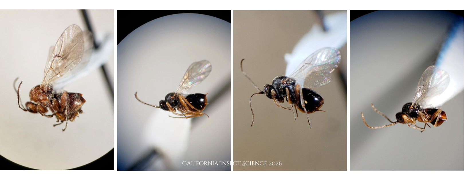 Four wasps that emerged from the undescribed gall on pigmy oaks.
