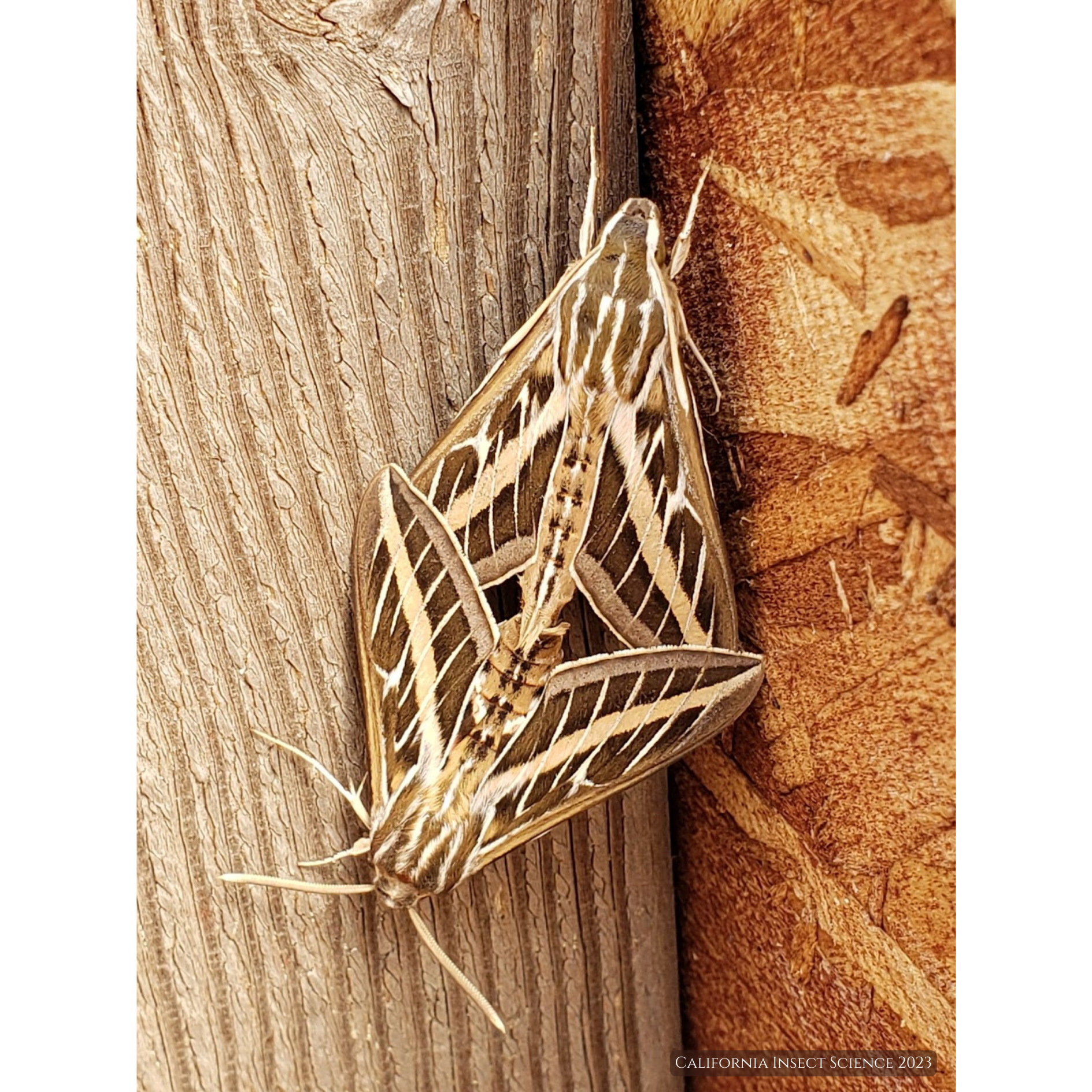 Mating pair of white lined sphinx moth