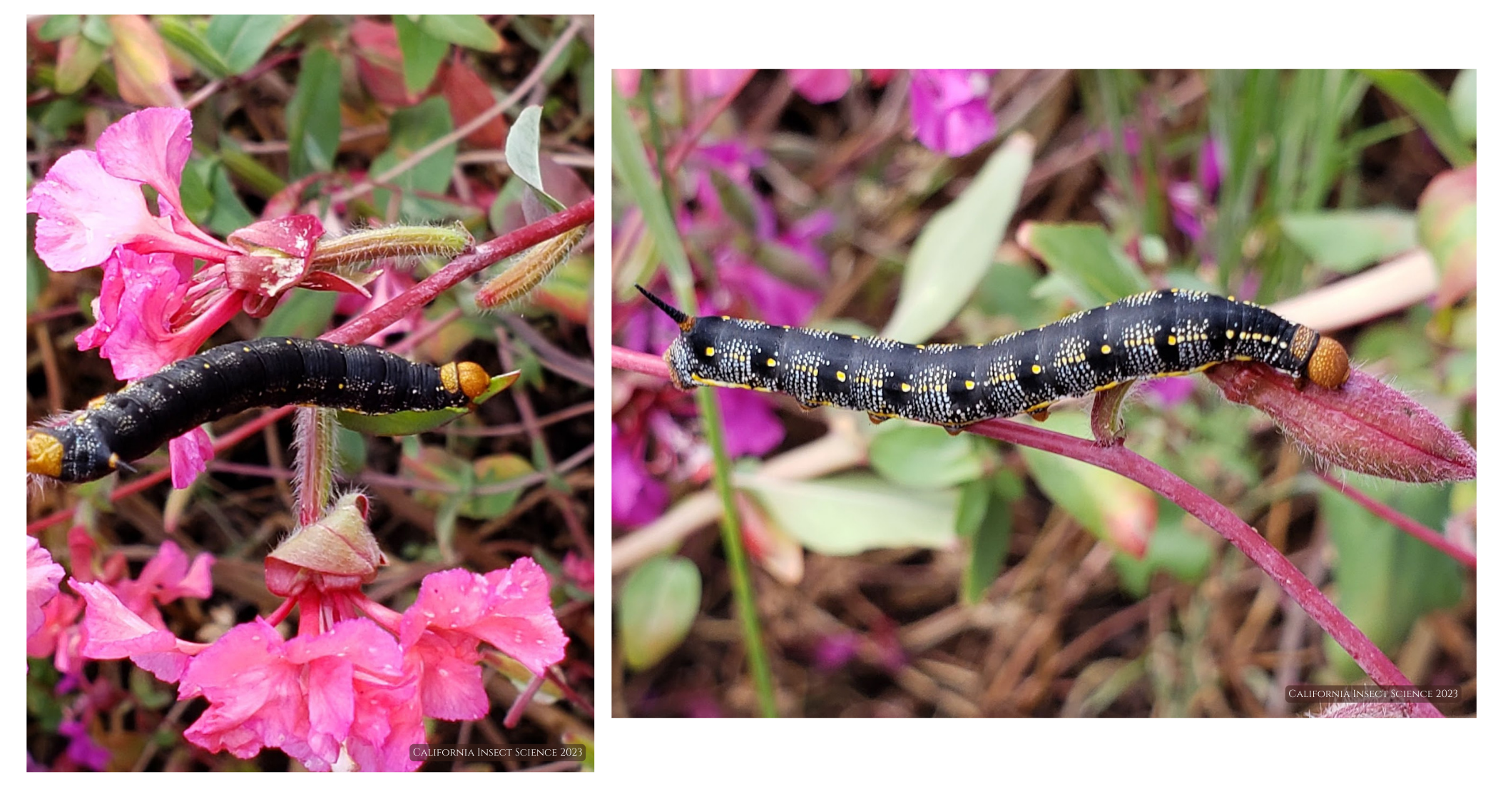 White lined sphinx moth larvae Larvae feeding on Clarkia in May on the Central Coast of California