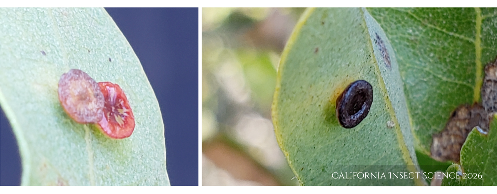 Disk galls on scrub oak.