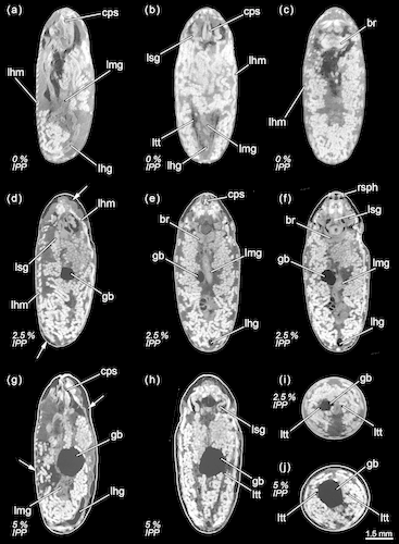 Calliphora vicina, micro-CT-based virtual sections of puparia at different times after pupariation