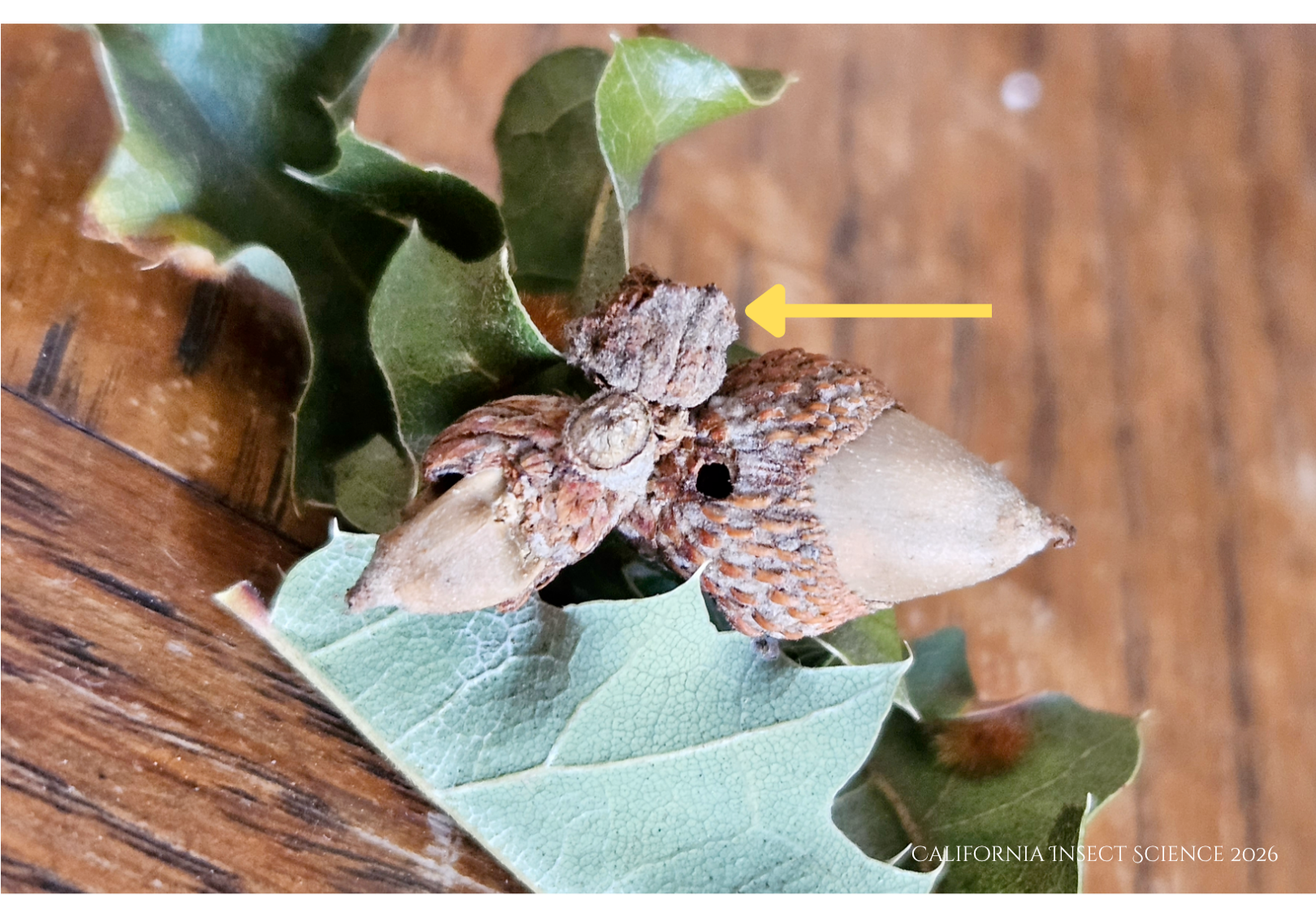 The arrow is pointing to a gall that developed between two acorns with exit holes.