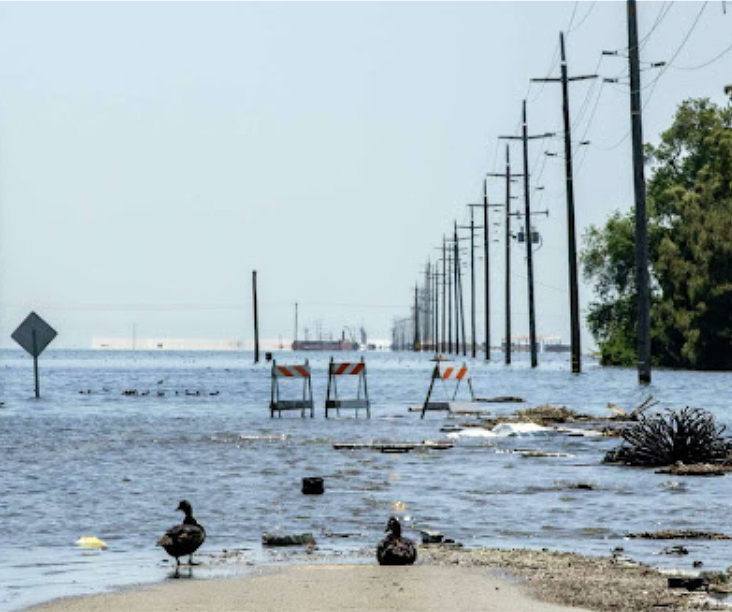 Ducks returned when heavy rains flooded Corcoran California in 2023.
