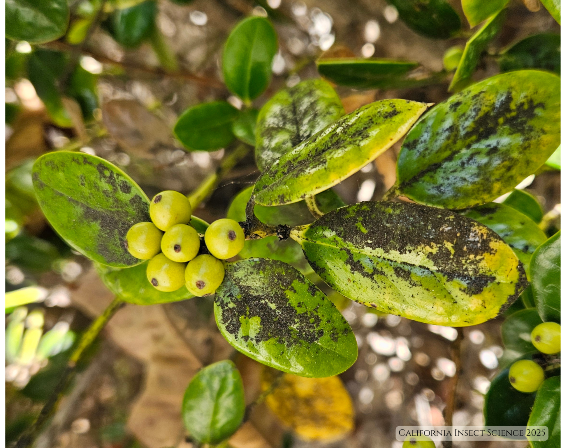 An Example of Insect Mutualism — California Insect Science