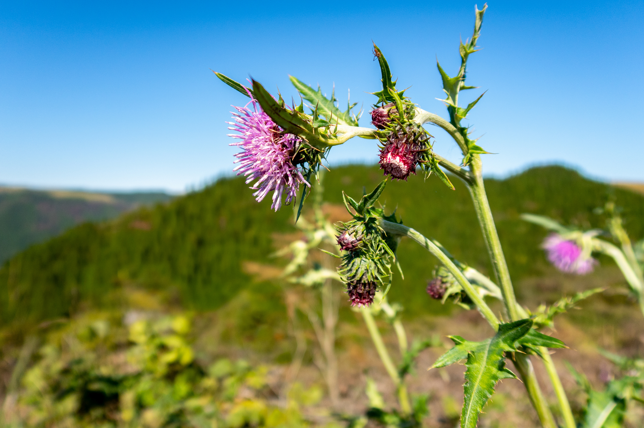 Purple bloom of a Russian thistle.