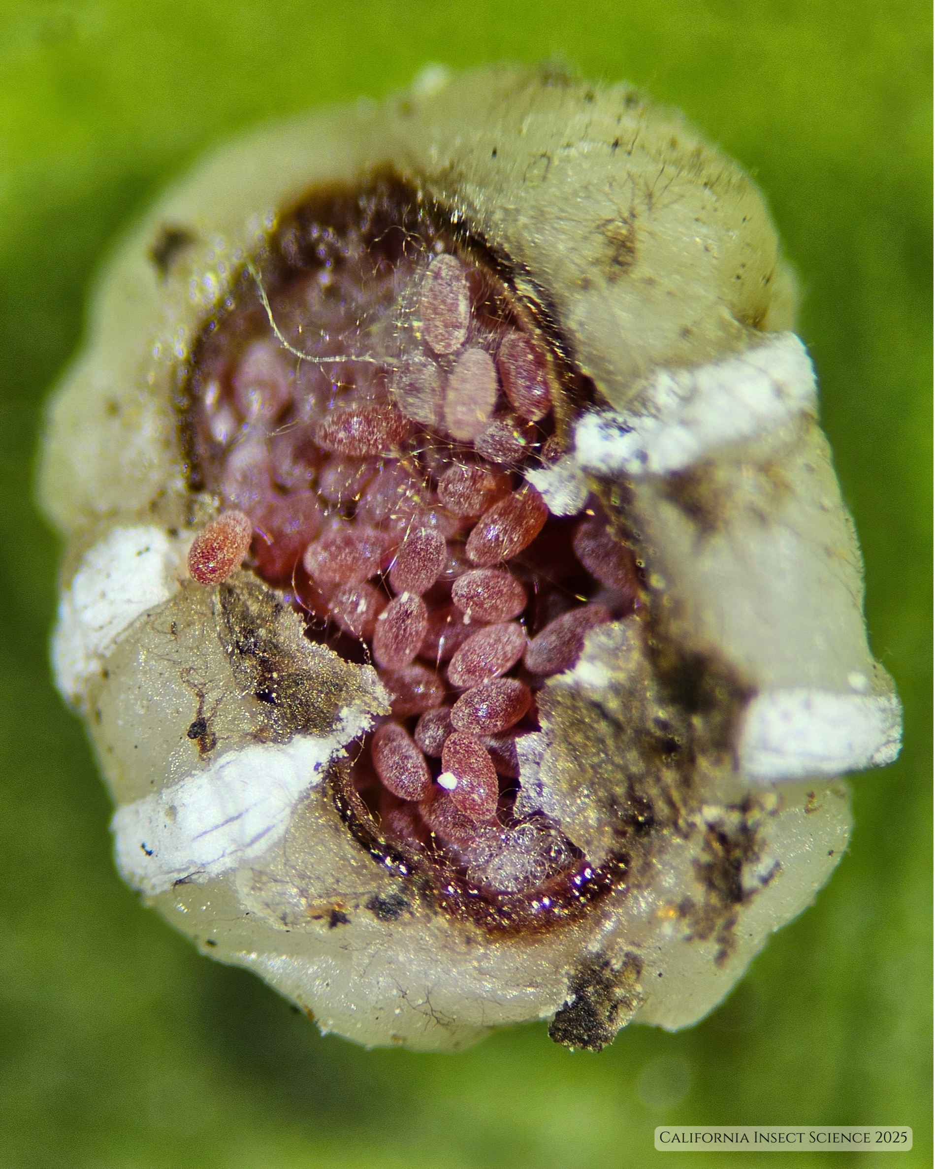 Adult female Chinese wax scale flipped over to show dozens of eggs.