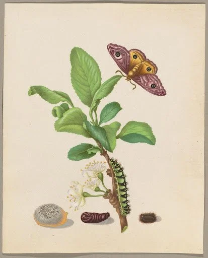 Maria Sibylla Merian (German, 1647 - 1717) - Metamorphosis of a Small Emperor Moth on a Damson Plum, plate 13 of the Caterpillar Book