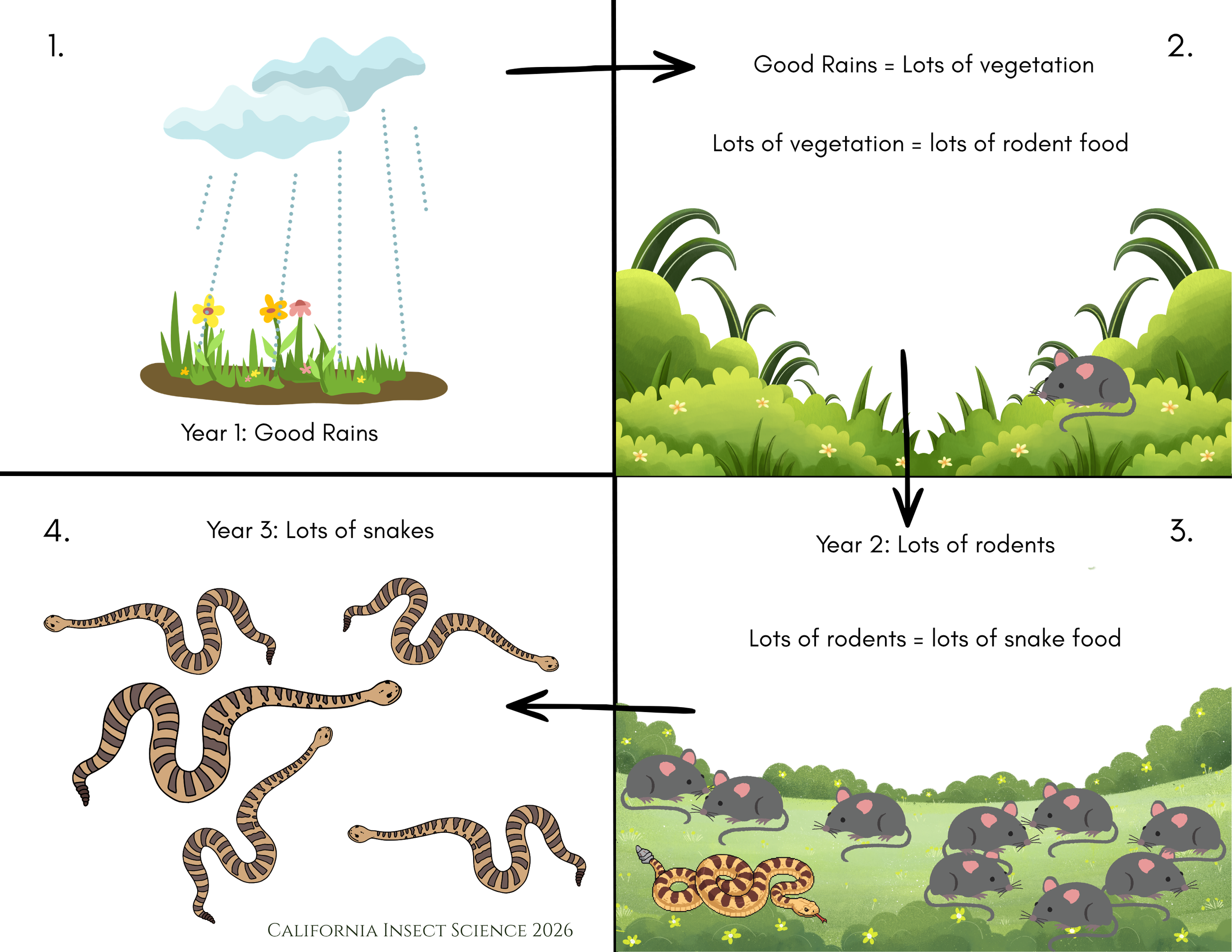 Infographic showing the relationship between heavy rains, dense growth of vegetation, increased populations of rodents that eat the vegetation and an increase of snakes that eat the rodents.