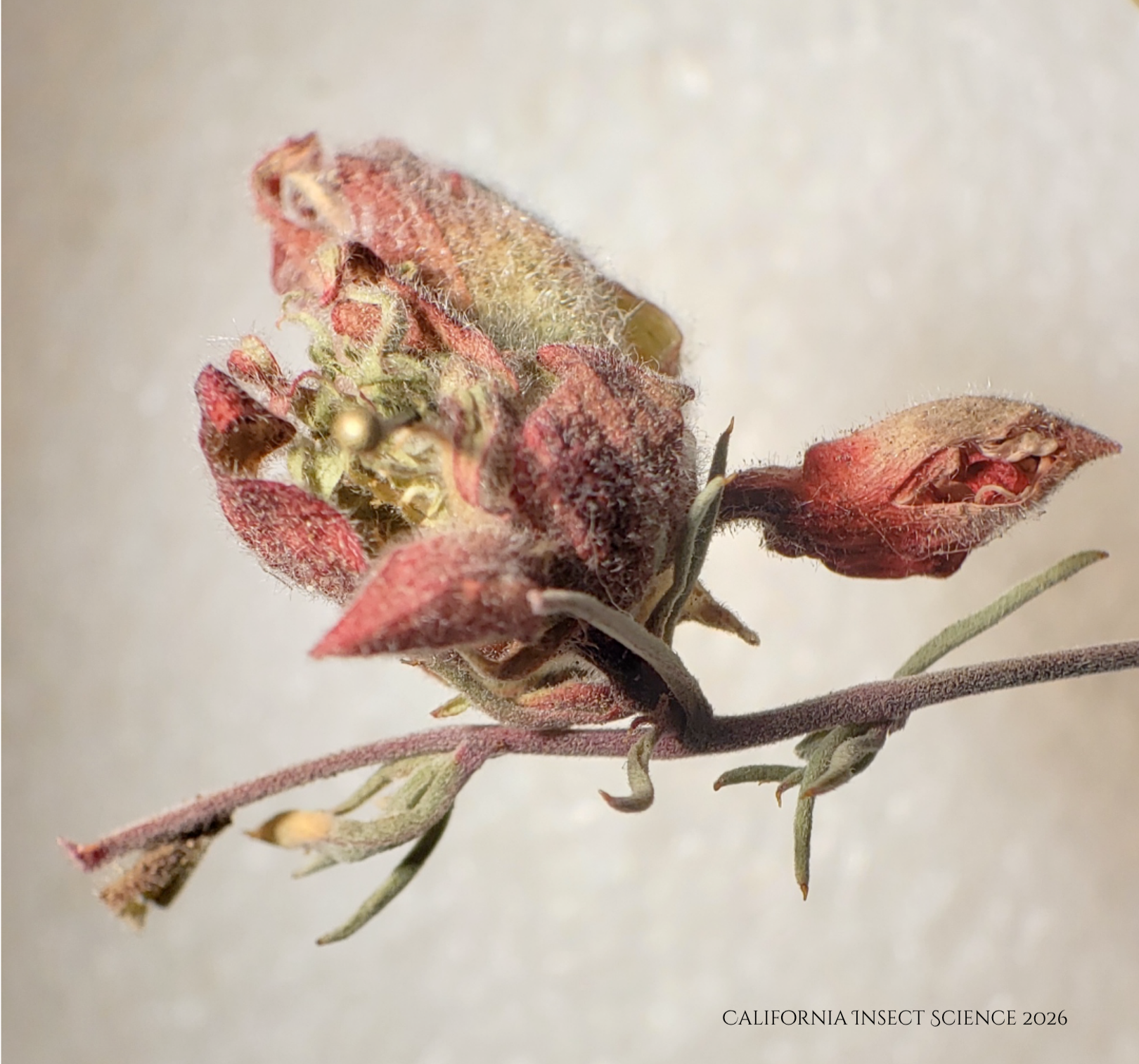 A distorted fuchsia flower with galls within, created by the cecidomyiid gall midge