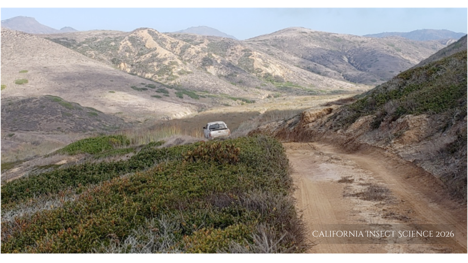 A stand of pigmy scrub oaks on Santa Cruz Island.